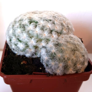 Mammillaria plumosa