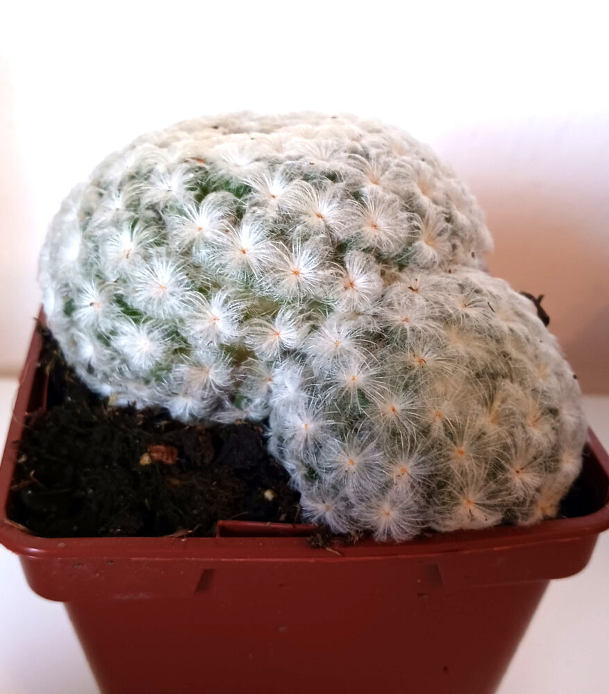 Mammillaria plumosa