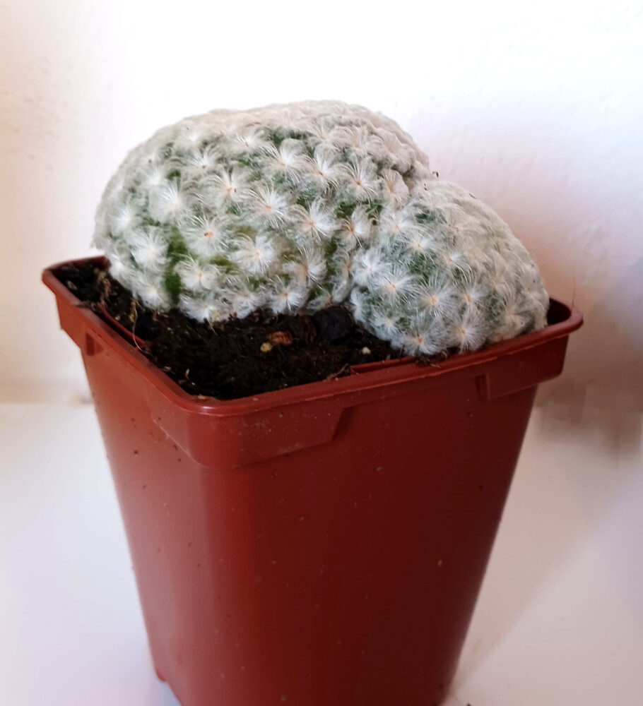 Mammillaria plumosa - Imagen 2