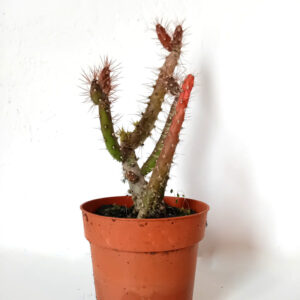 Salmonopuntia salmiana