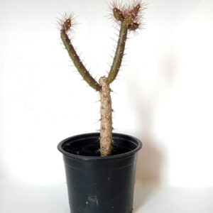 Salmonopuntia salmiana