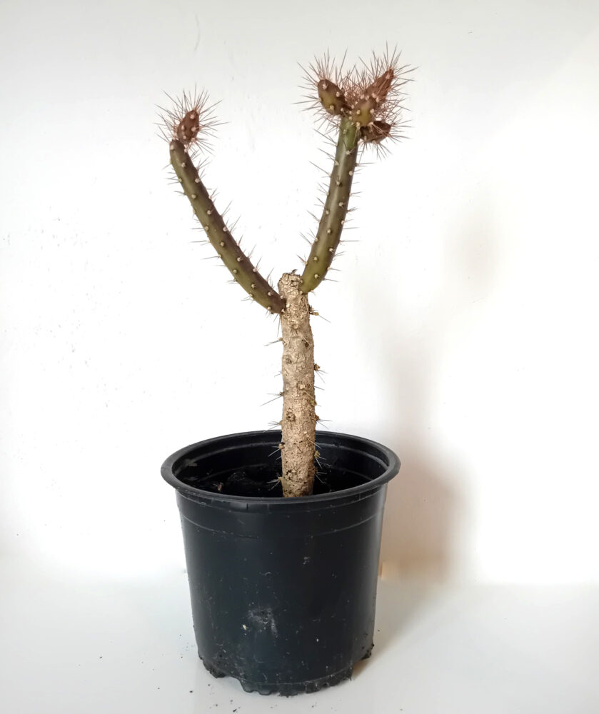 Salmonopuntia salmiana