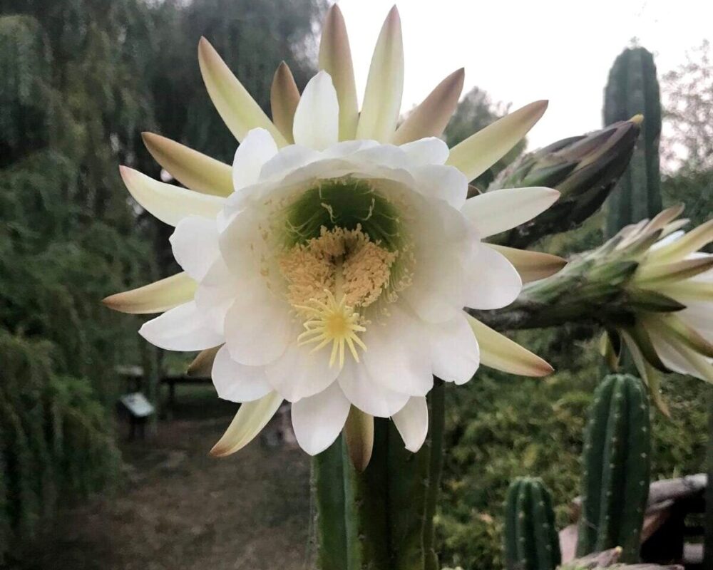 Trichocereus pachanoi (San Pedro) - Imagen 3
