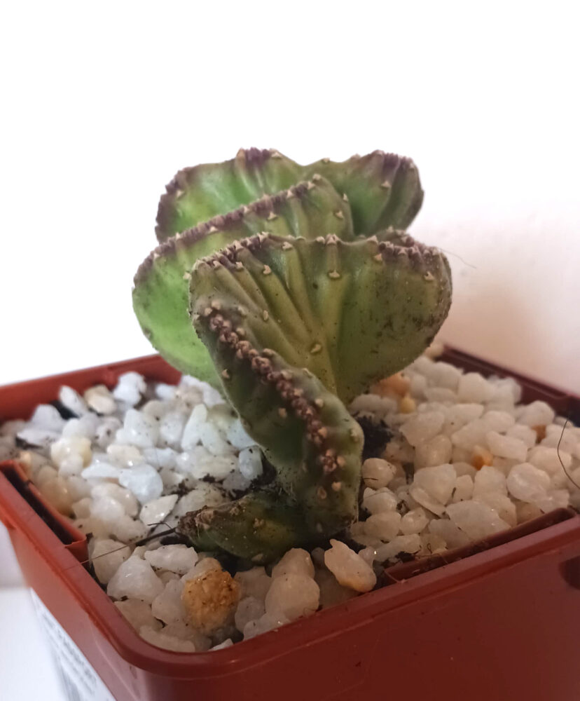 Stapelia leendertziae cristata - Imagen 3
