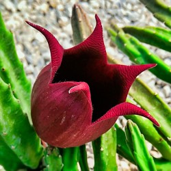 Stapelia leendertziae cristata
