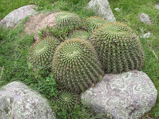 Lobivia bruchii - Imagen 4