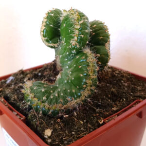 Austrocylindropuntia subulata cristata