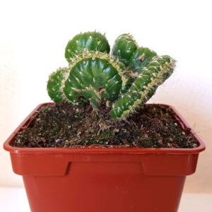 Austrocylindropuntia subulata cristata