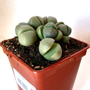 Pleiospilos nelii grupo