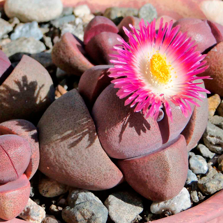 Pleiospilos nelii cv. royal flush - Imagen 4