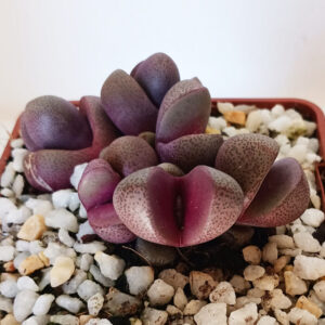 Pleiospilos nelii cv. royal flush