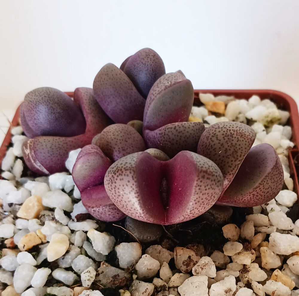 Pleiospilos nelii cv. royal flush