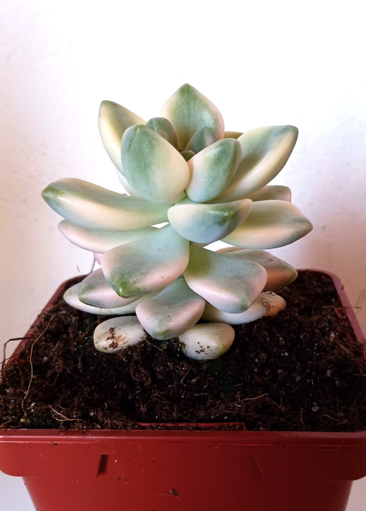 Graptoveria titubans variegata - Imagen 2