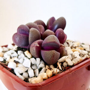 Pleiospilos nelii cv. royal flush