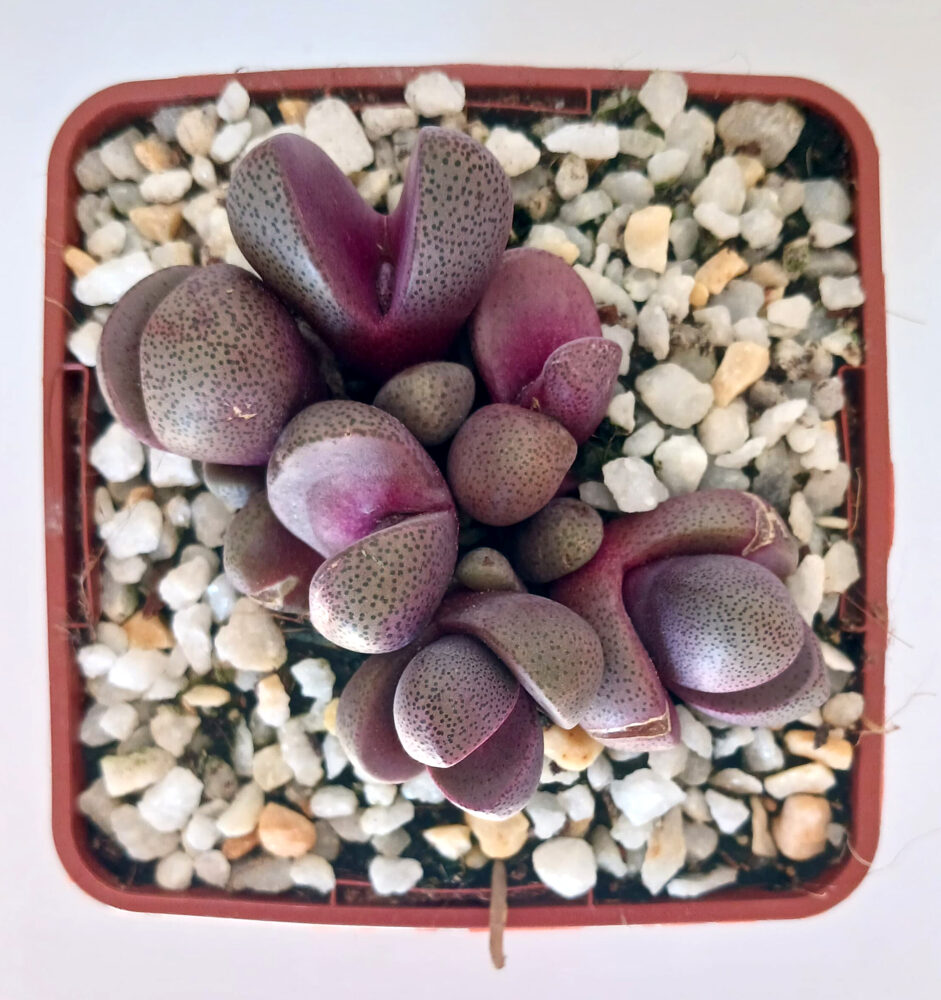 Pleiospilos nelii cv. royal flush - Imagen 3