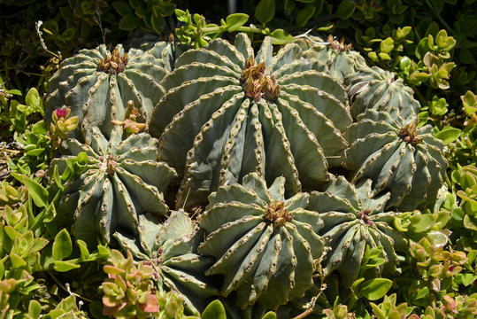 Ferocactus glaucescens inermis - Imagen 5