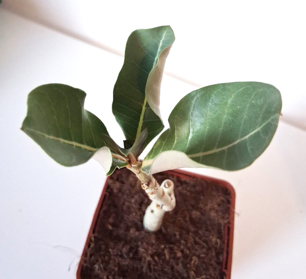 Adenium obesum - Imagen 2