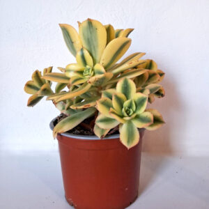 Aeonium cv. Starburst