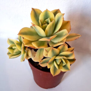 Aeonium cv. Starburst