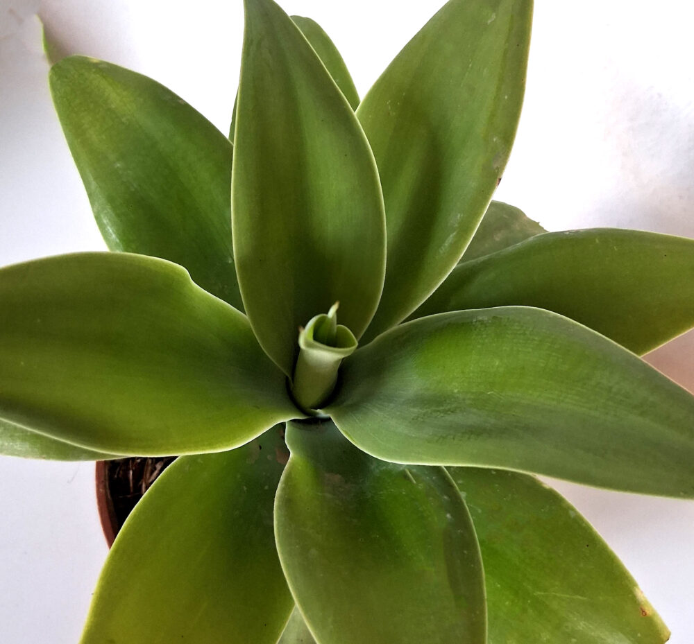 Agave attenuata - Imagen 2