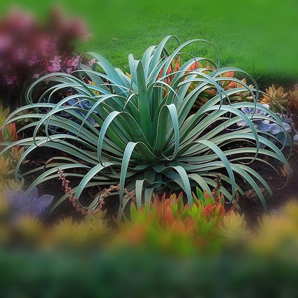 Agave bracteosa - Imagen 4