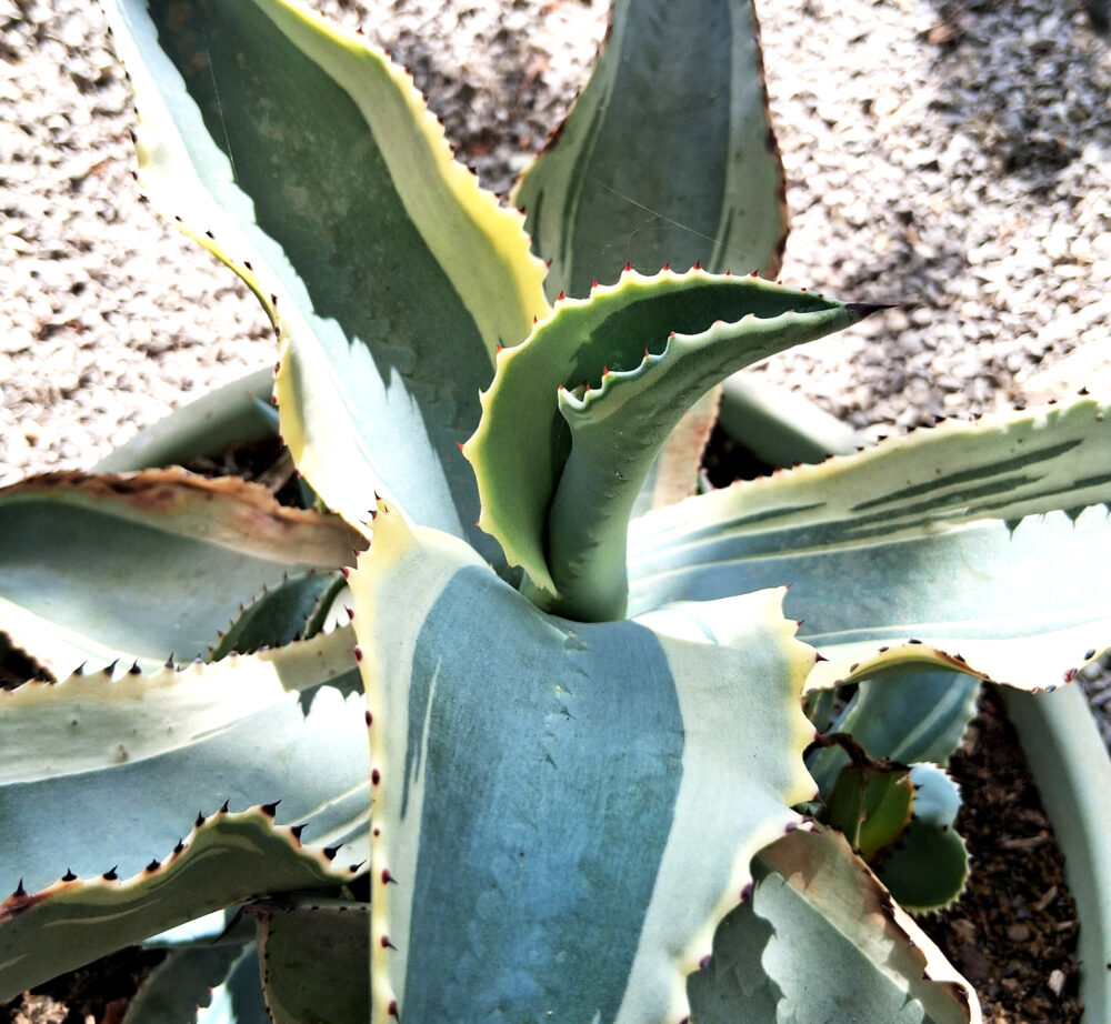 Agave gypsophila cv. ivory curls - Imagen 3