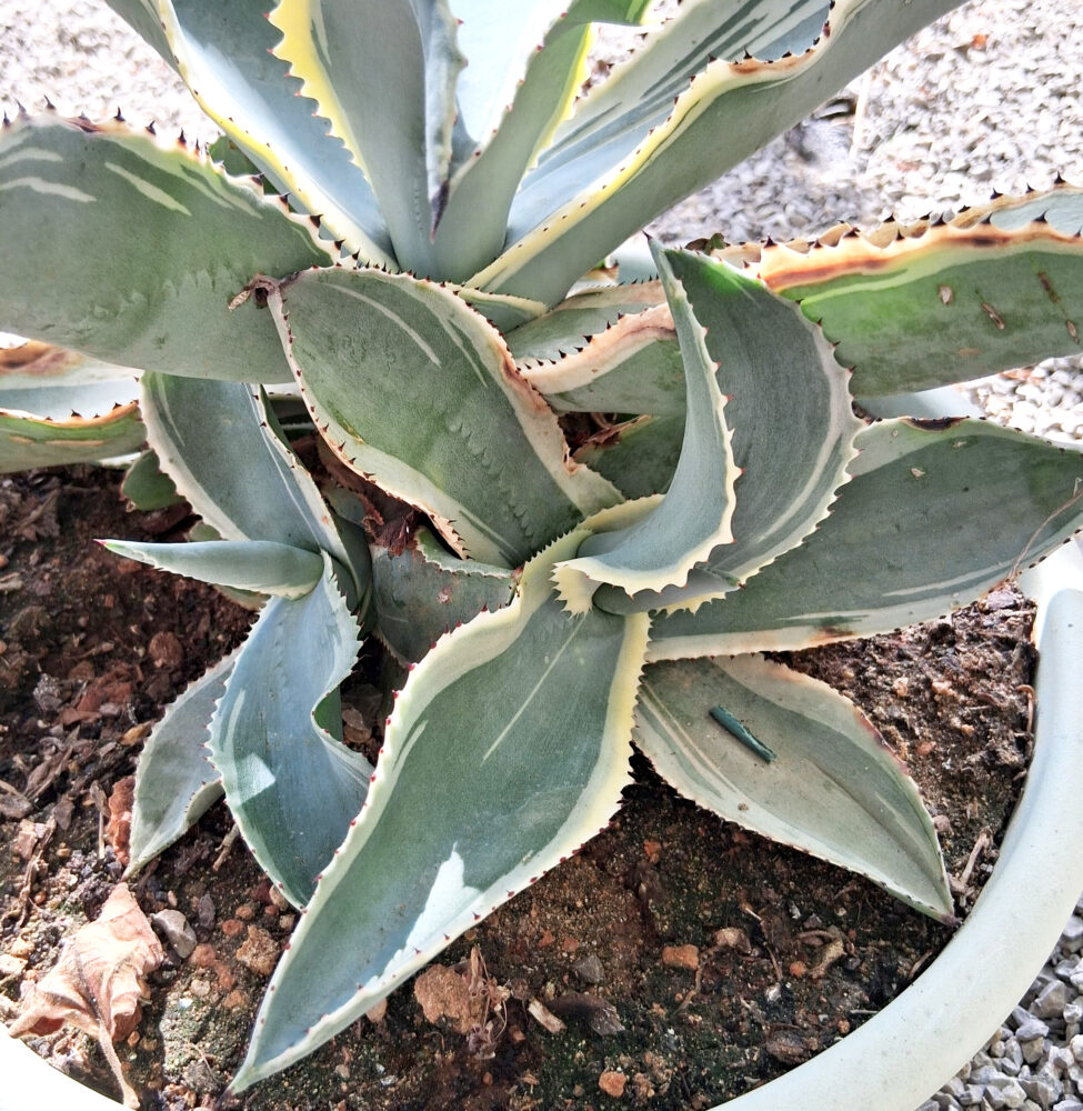 Agave gypsophila cv. ivory curls - Imagen 2