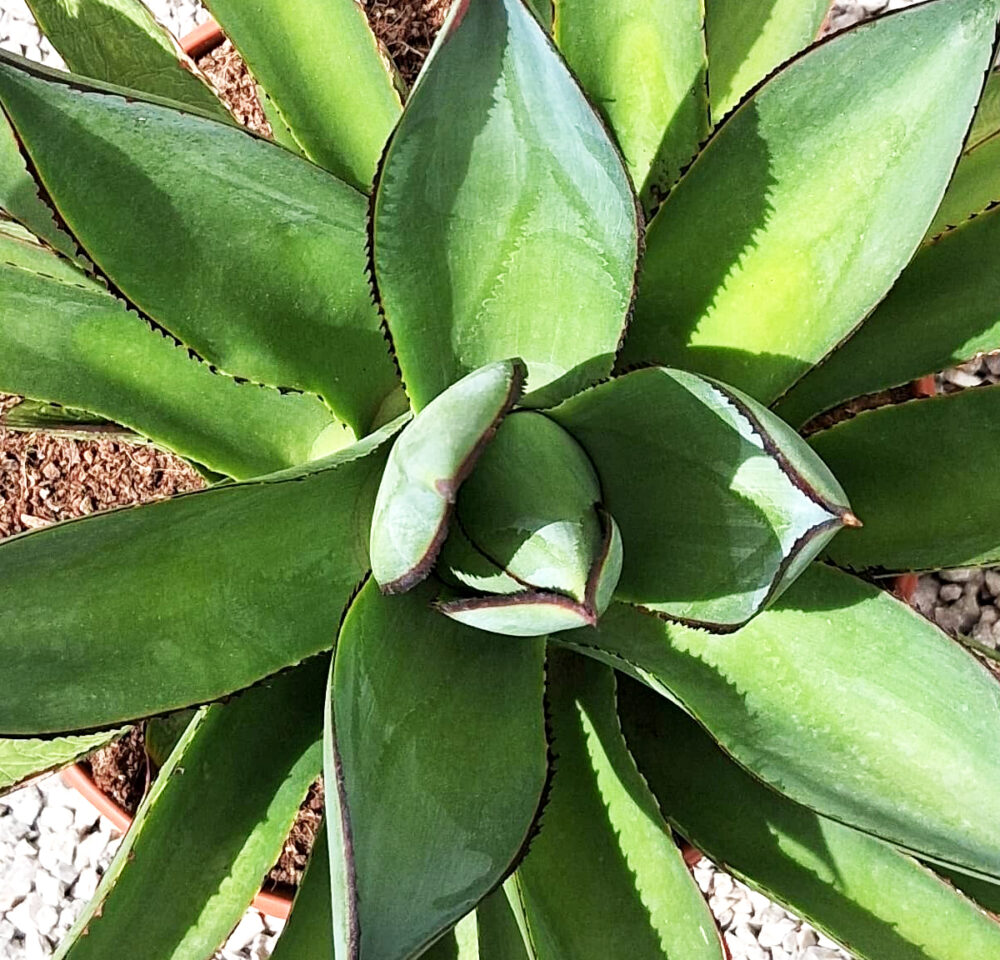 Agave 'red edge' - Imagen 2