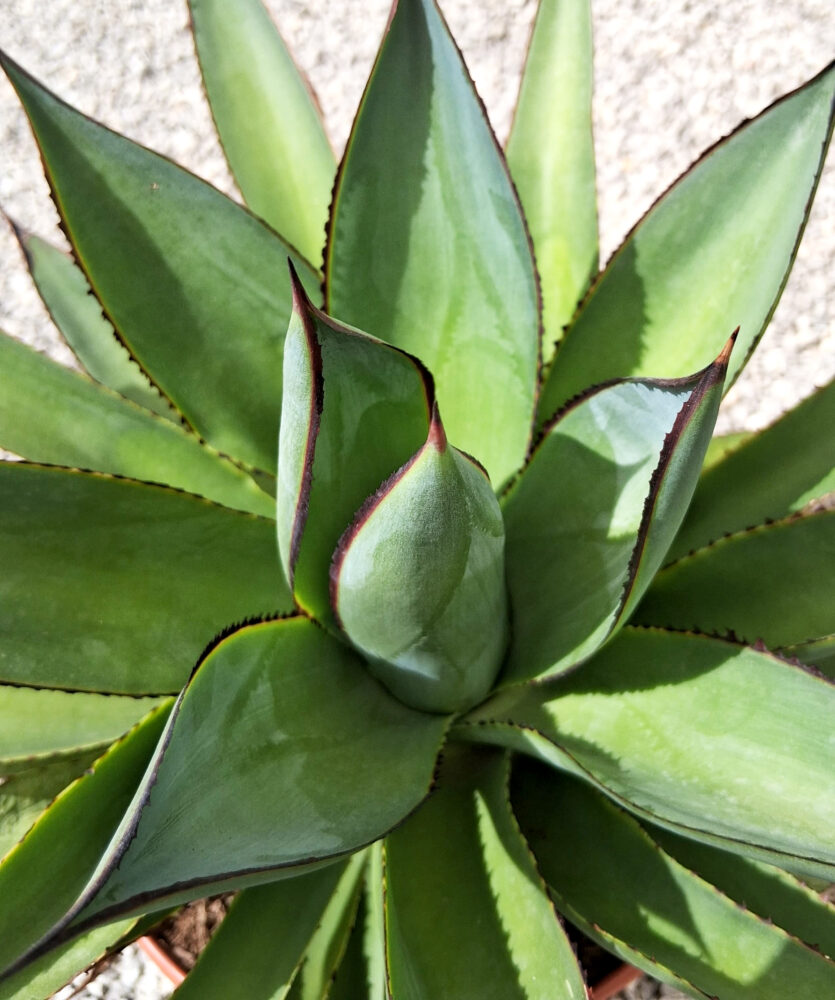 Agave 'red edge' - Imagen 3