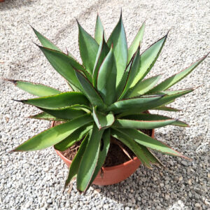 Agave 'red edge'