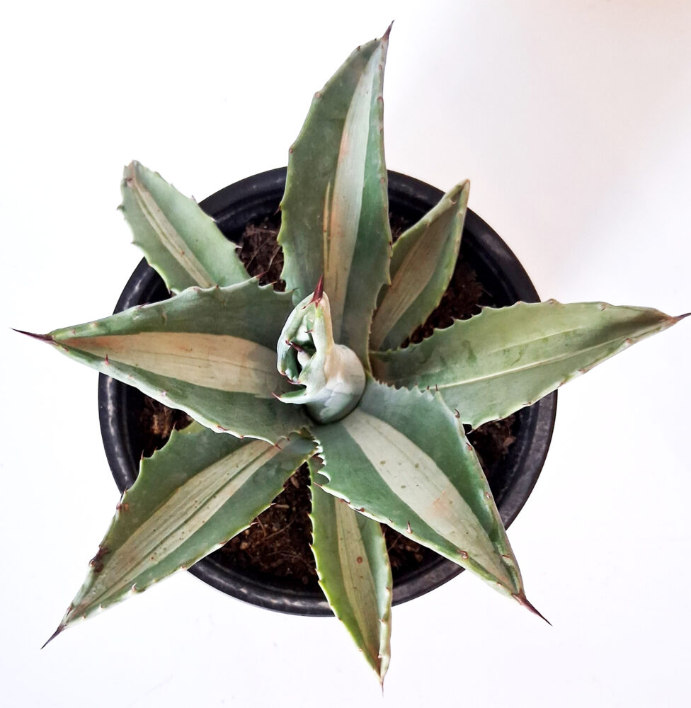 Agave spectabilis mediopicta alba - Imagen 2