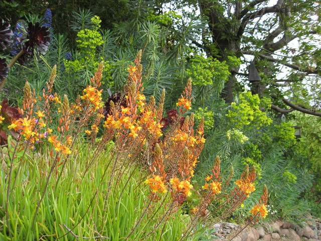 Bulbine frutescens - Imagen 4