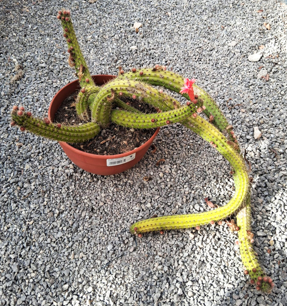 Borzicactus aureispinus - Imagen 2