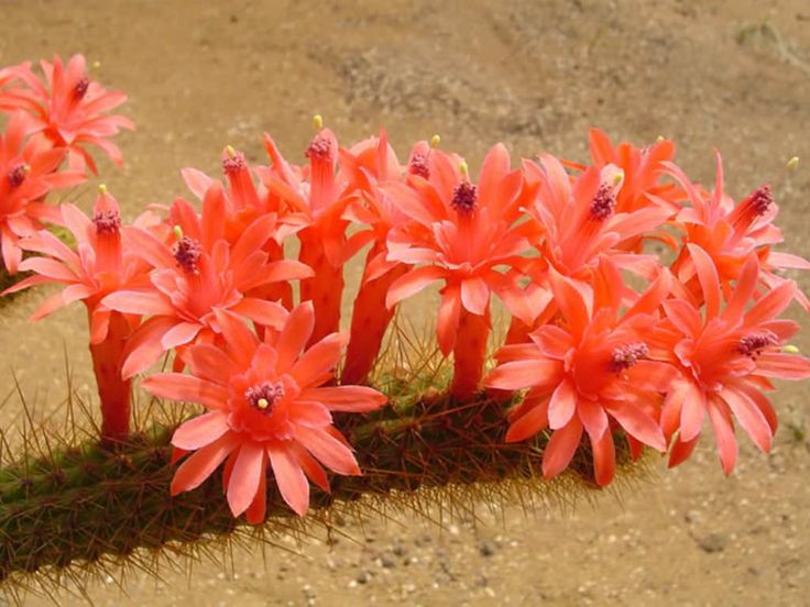 Borzicactus aureispinus