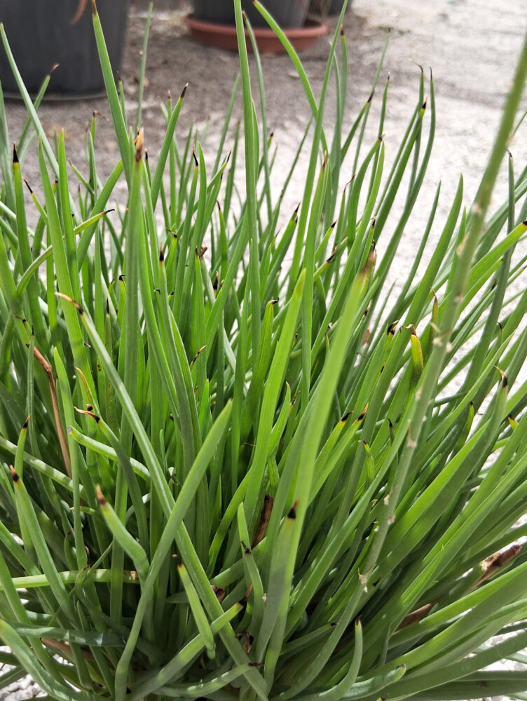 Bulbine frutescens - Imagen 2