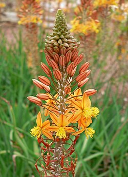 Bulbine frutescens - Imagen 3