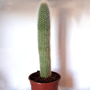 Cleistocactus strausiii