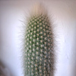 Cleistocactus strausiii