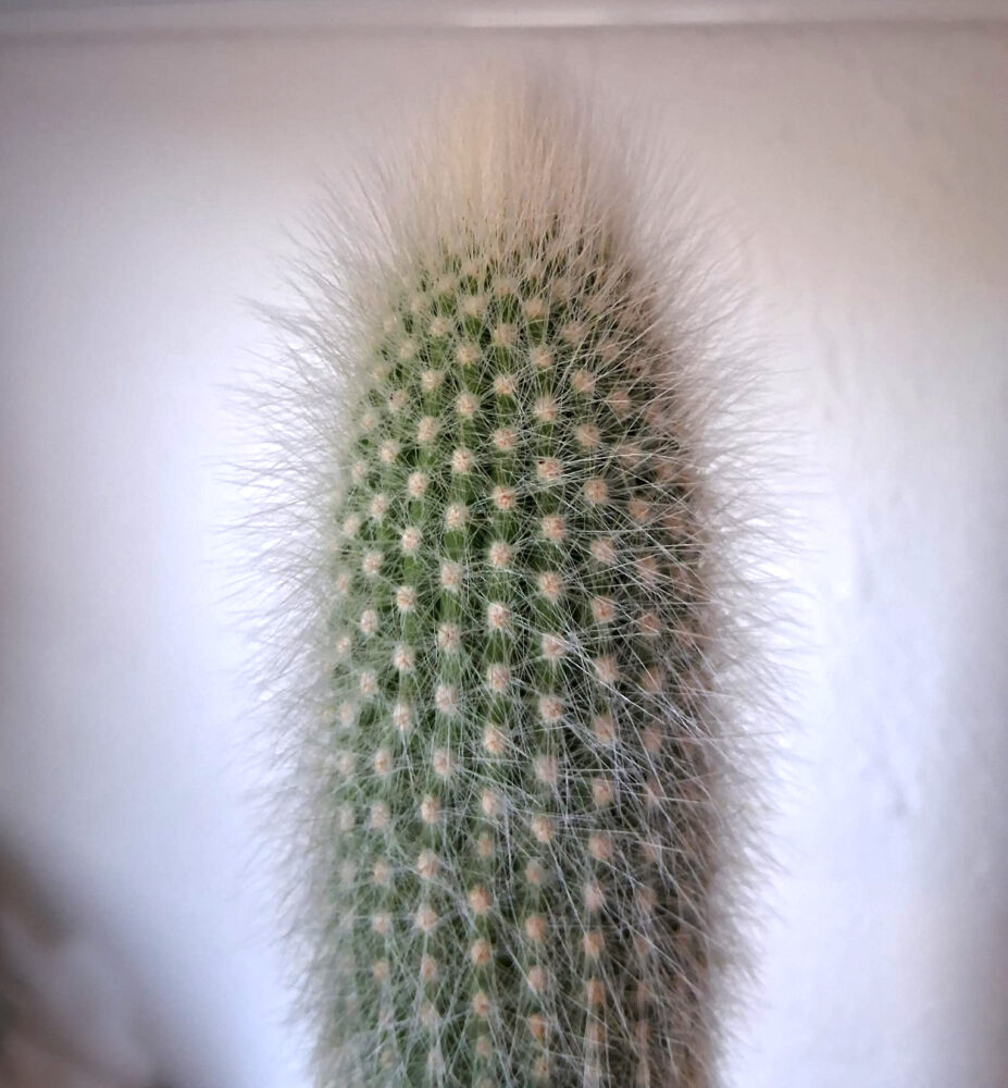 Cleistocactus strausiii - Imagen 2