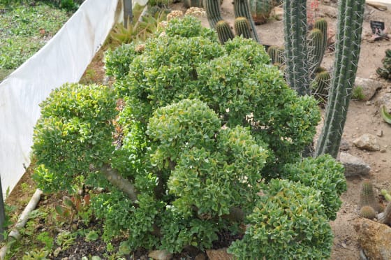 Crassula arborescens subsp. undulatifolia - Imagen 5