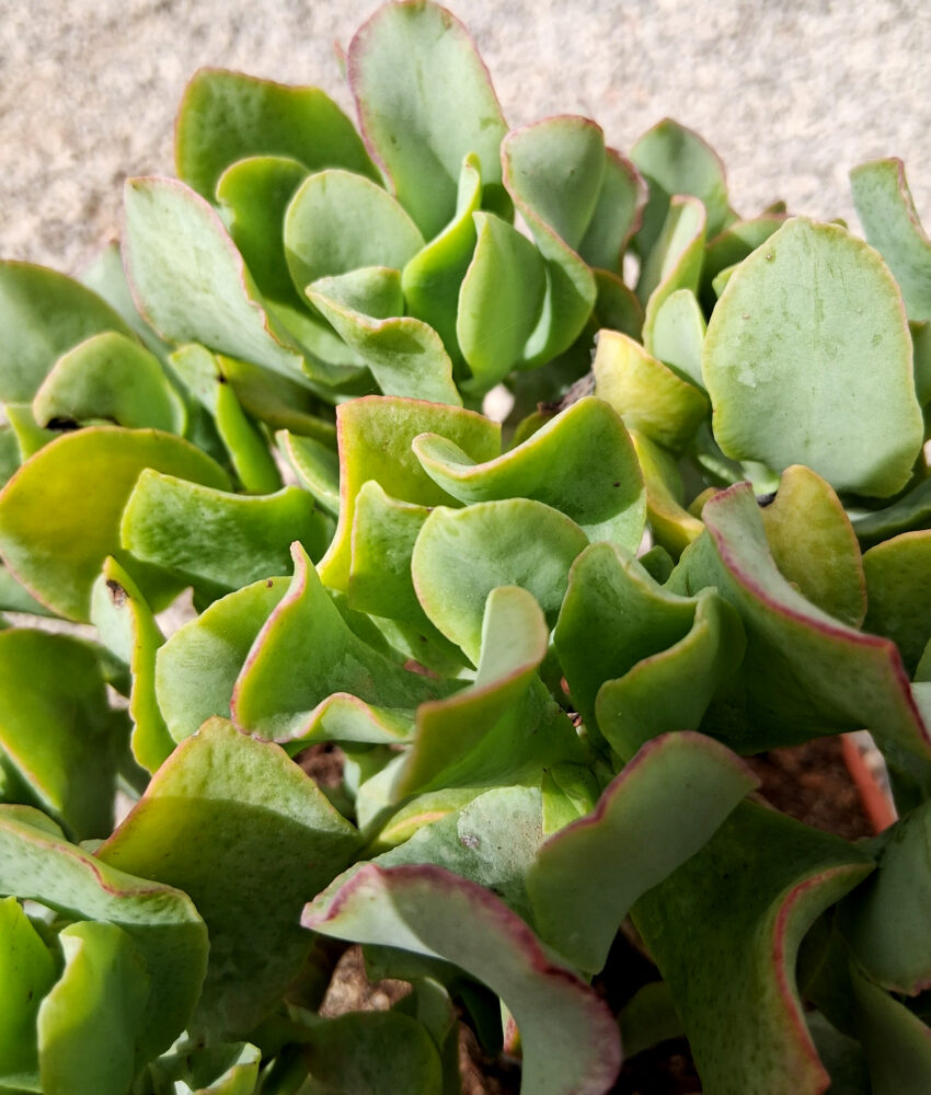 Crassula arborescens subsp. undulatifolia - Imagen 4