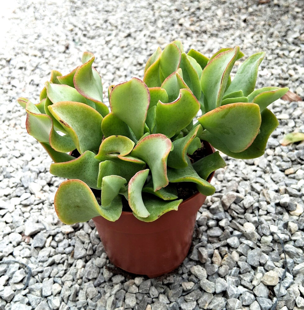 Crassula arborescens subsp. undulatifolia - Imagen 3