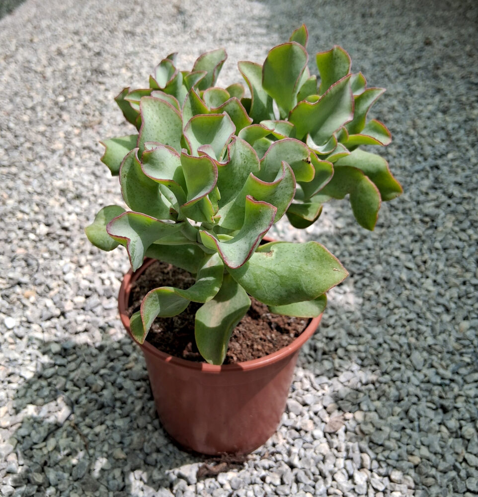 Crassula arborescens subsp. undulatifolia - Imagen 2