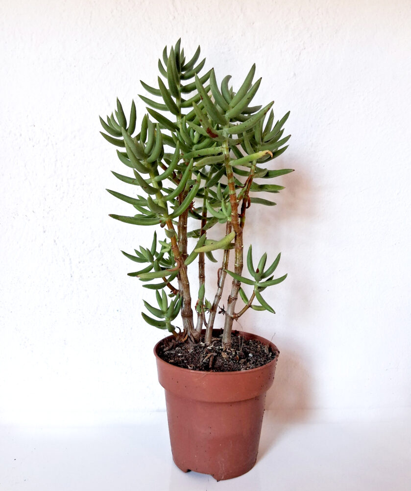 Crassula tetragona - Imagen 2