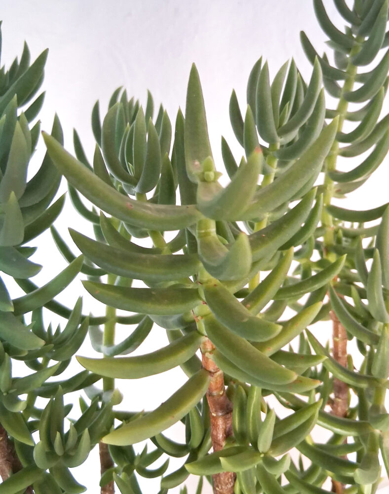 Crassula tetragona - Imagen 3