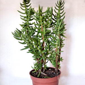 Crassula tetragona