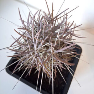 Didierea madagascarensis