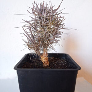 Didierea madagascarensis