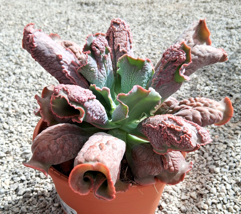 Echeveria linguas - Imagen 2