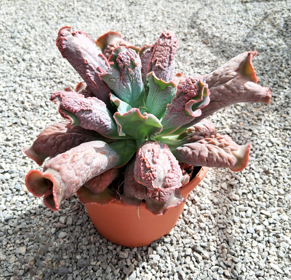 Echeveria linguas - Imagen 3